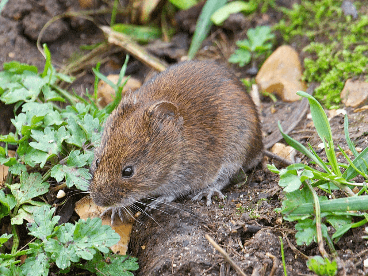 lawnsavers voles digging up lawn creating tracks