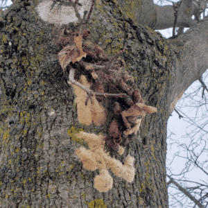 lawnsavers gypsy moth infestation trees toronto GTA egg sacs