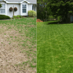 BEST OverSeeding Service - Before & After Photos - LawnSavers Weed Control