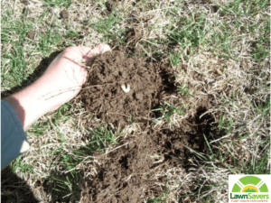 best Toronto lawn care & lawn pest control