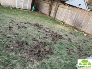 Dog pulling shop up grass