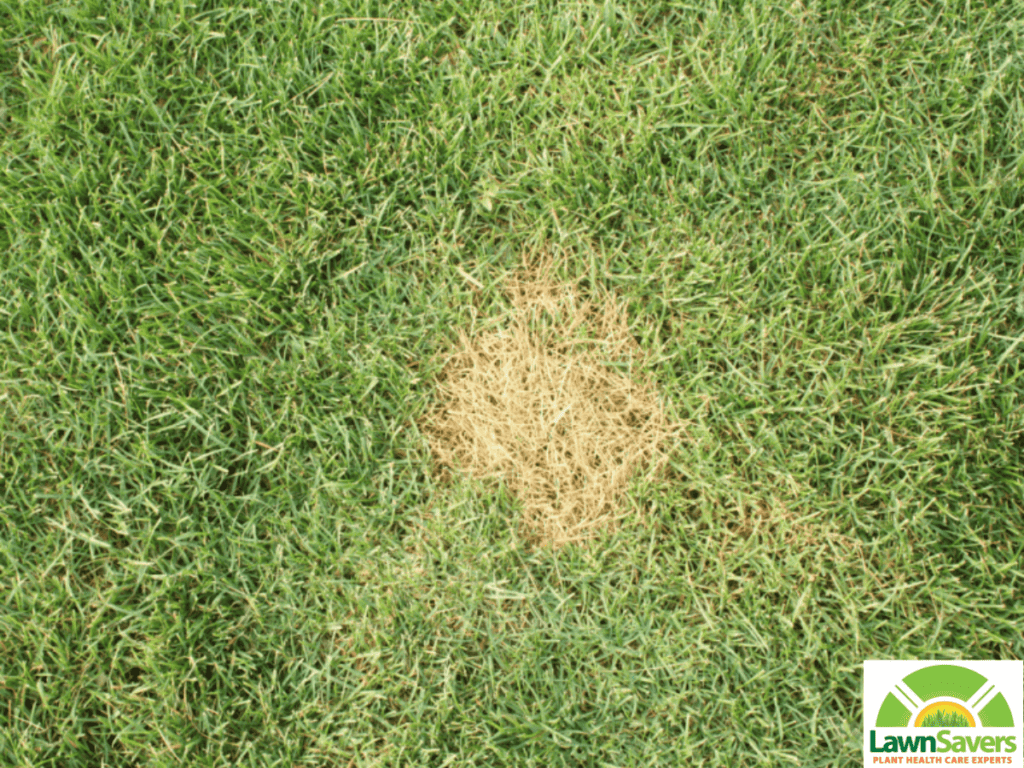 Necrotic Ring Spot Starting close up 