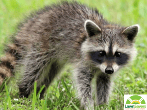 lawnsavers raccoon digging up lawn