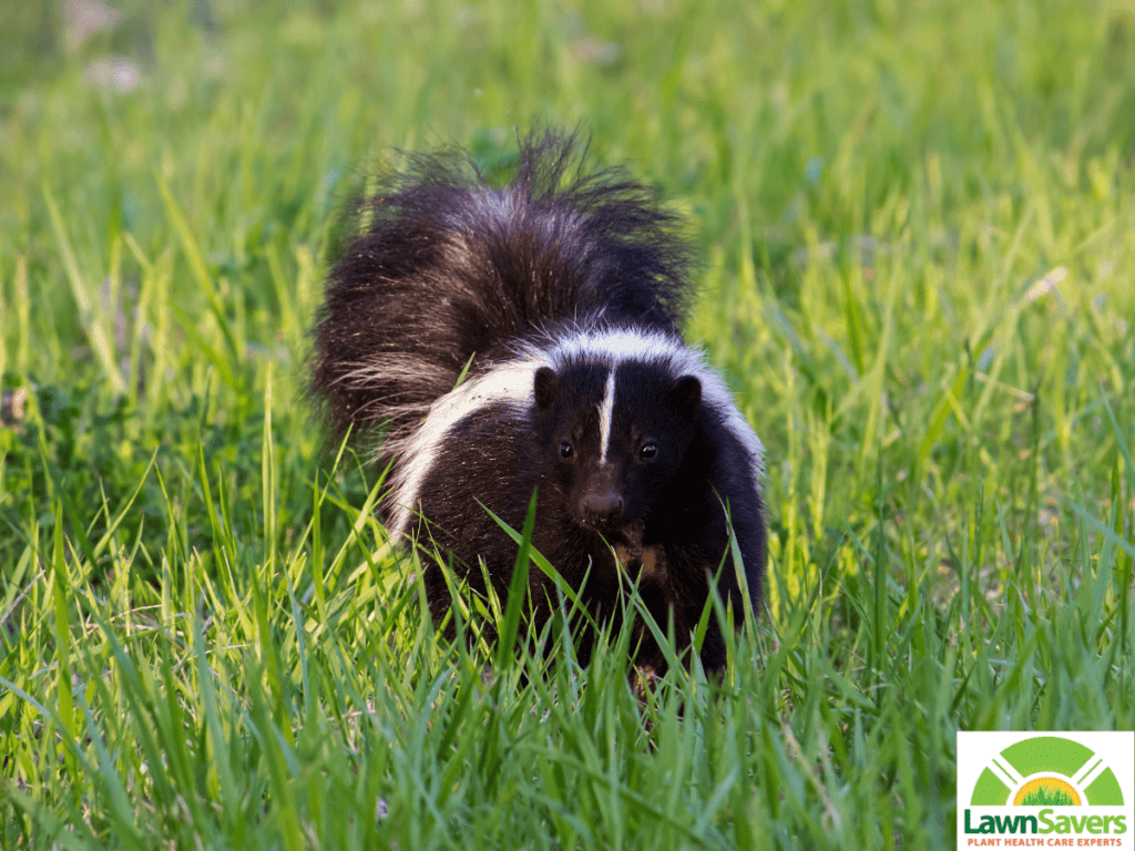 lawnsavers raccoons & skunks tearing up yard