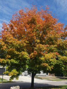 Dormant Oil Insect Treatment for Trees Dormant Oil Tree Spray