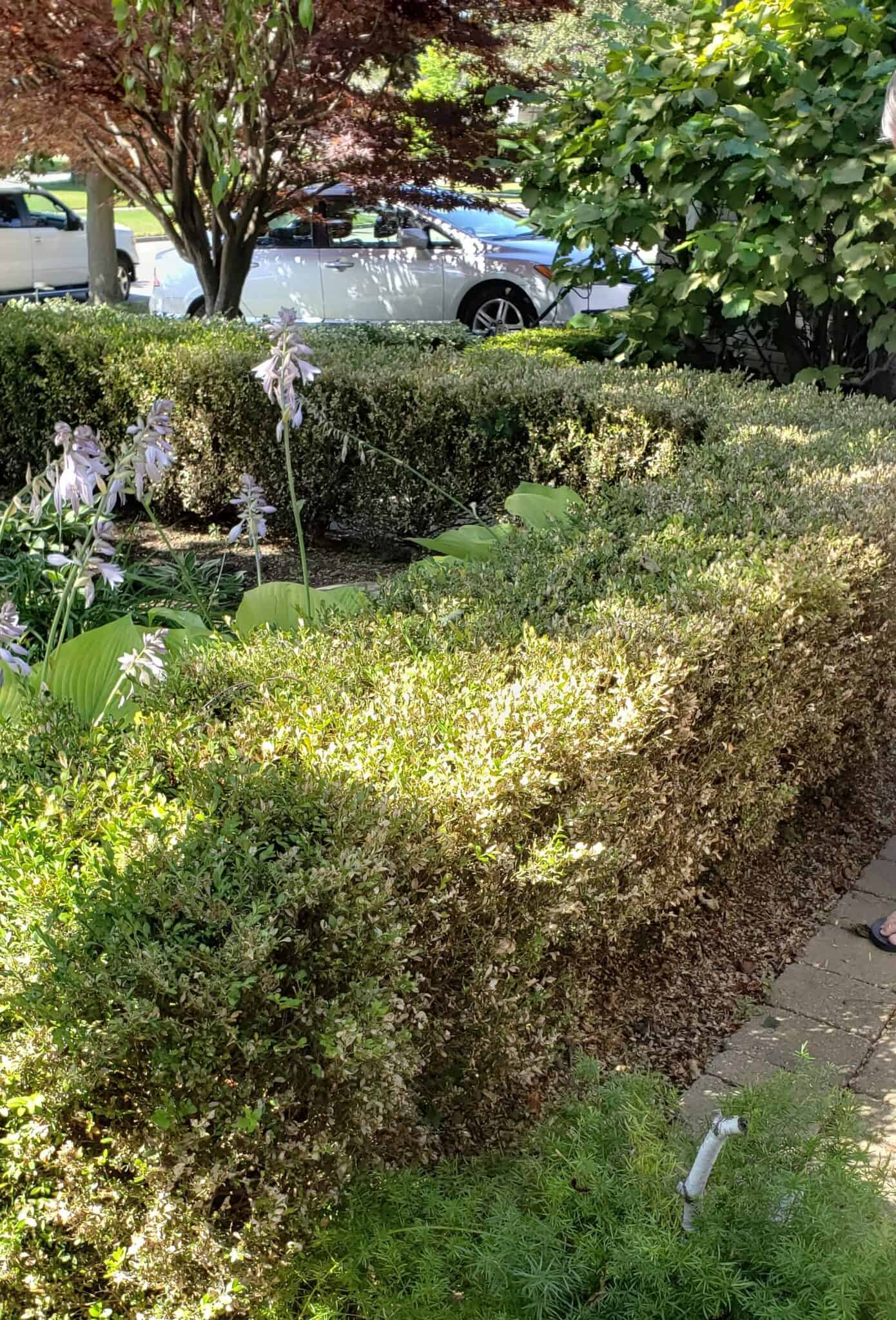 Boxwood Drivelakeland Craigslist Org - b8aakpd