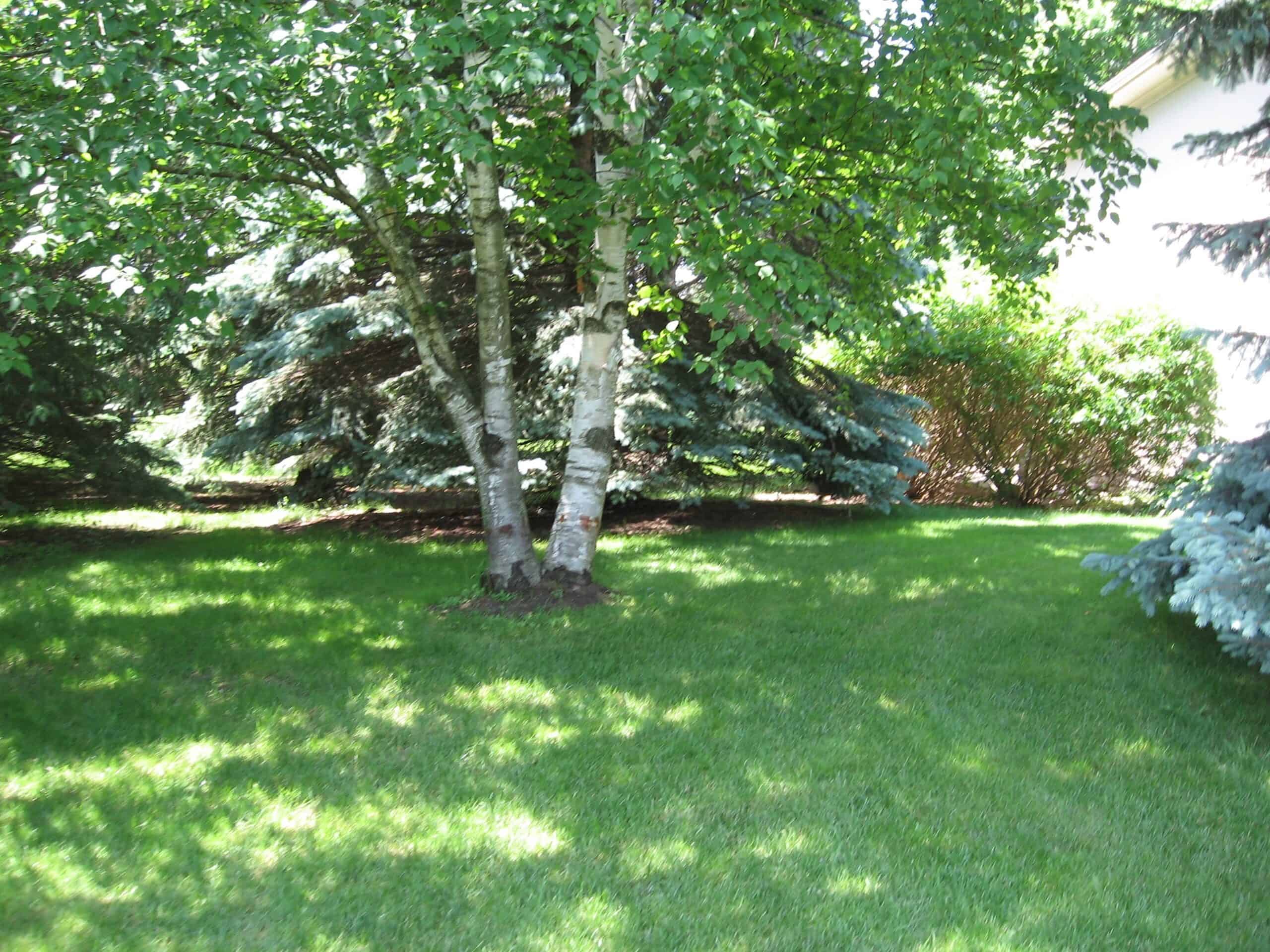 Birch Tree Treatment Birch Tree Treatment