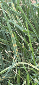 Example of Lawn rust disease on a home lawn