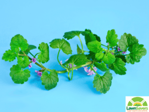 creeping charlie plant close up lawnsavers lawn care