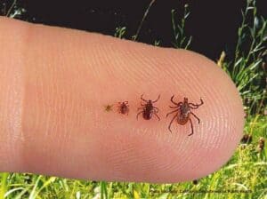 Tick Control treatment Toronto