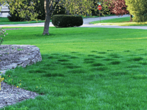 You may even see greener areas where the bnutrioent sfrom deep root feeding trickle to the surface and help the grass
