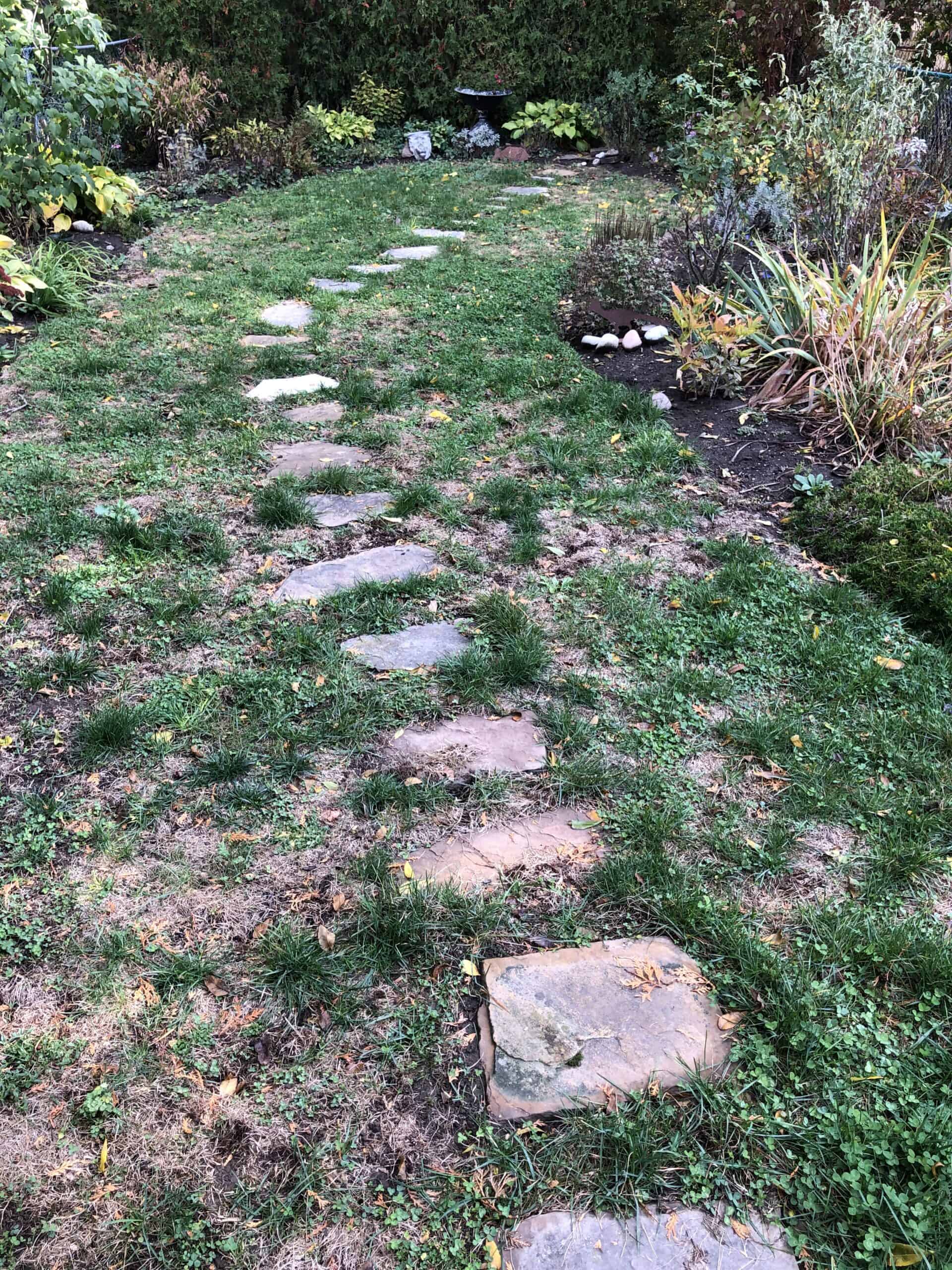 ontario organic lawn care before