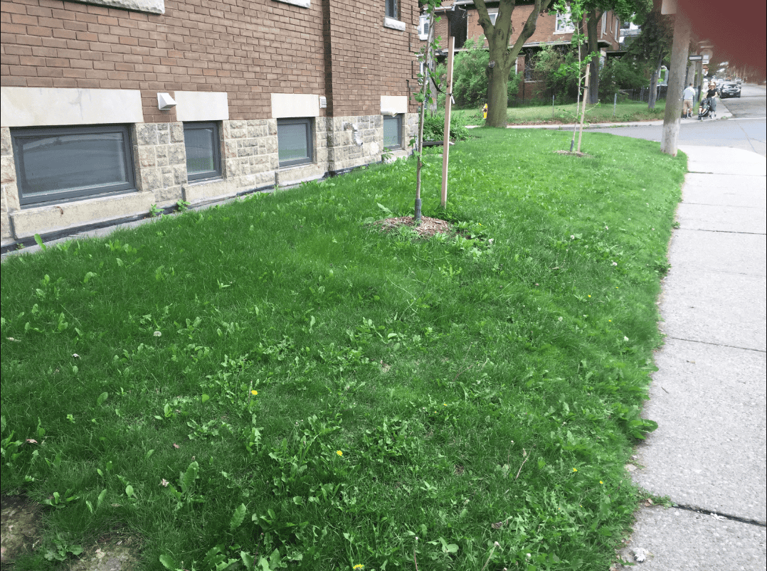 weed control before image lawncare services gta toronto