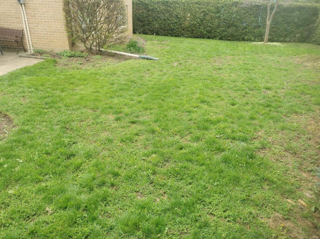 bumpy lawn before image lawncare services gta toronto no roller