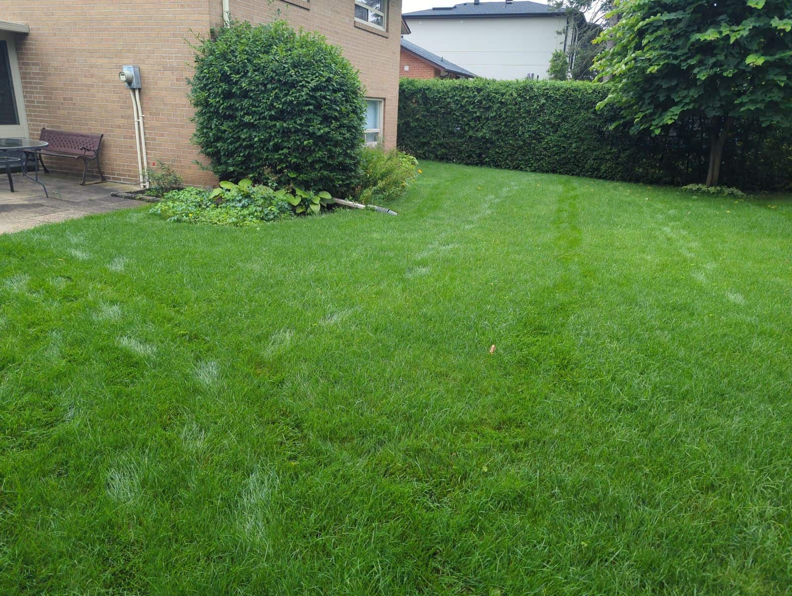 Weed-free green backyard lawn in Pickering after LawnSavers weed control treatment