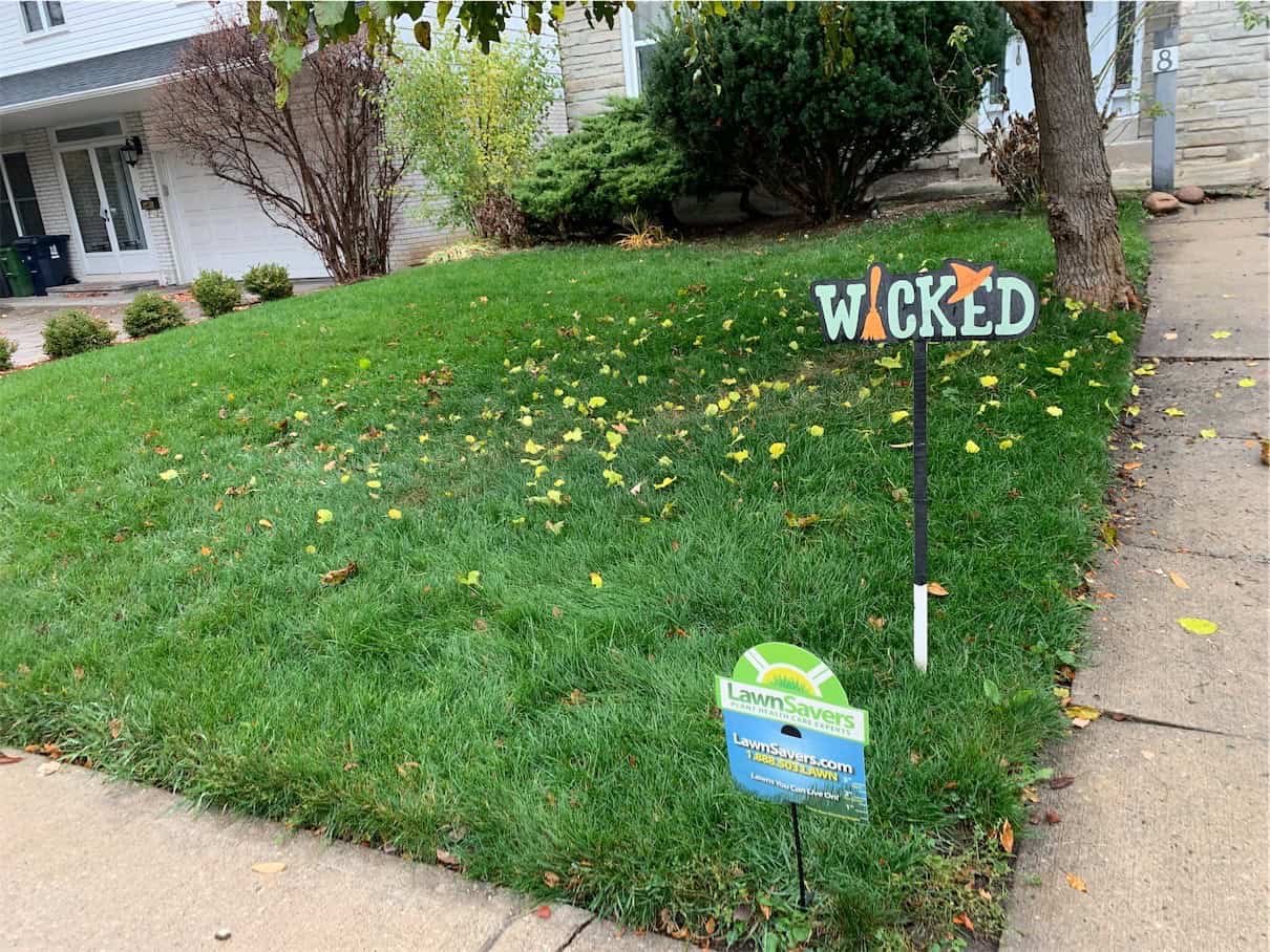 Weed-free green lawn in Whitby after LawnSavers weed control treatment