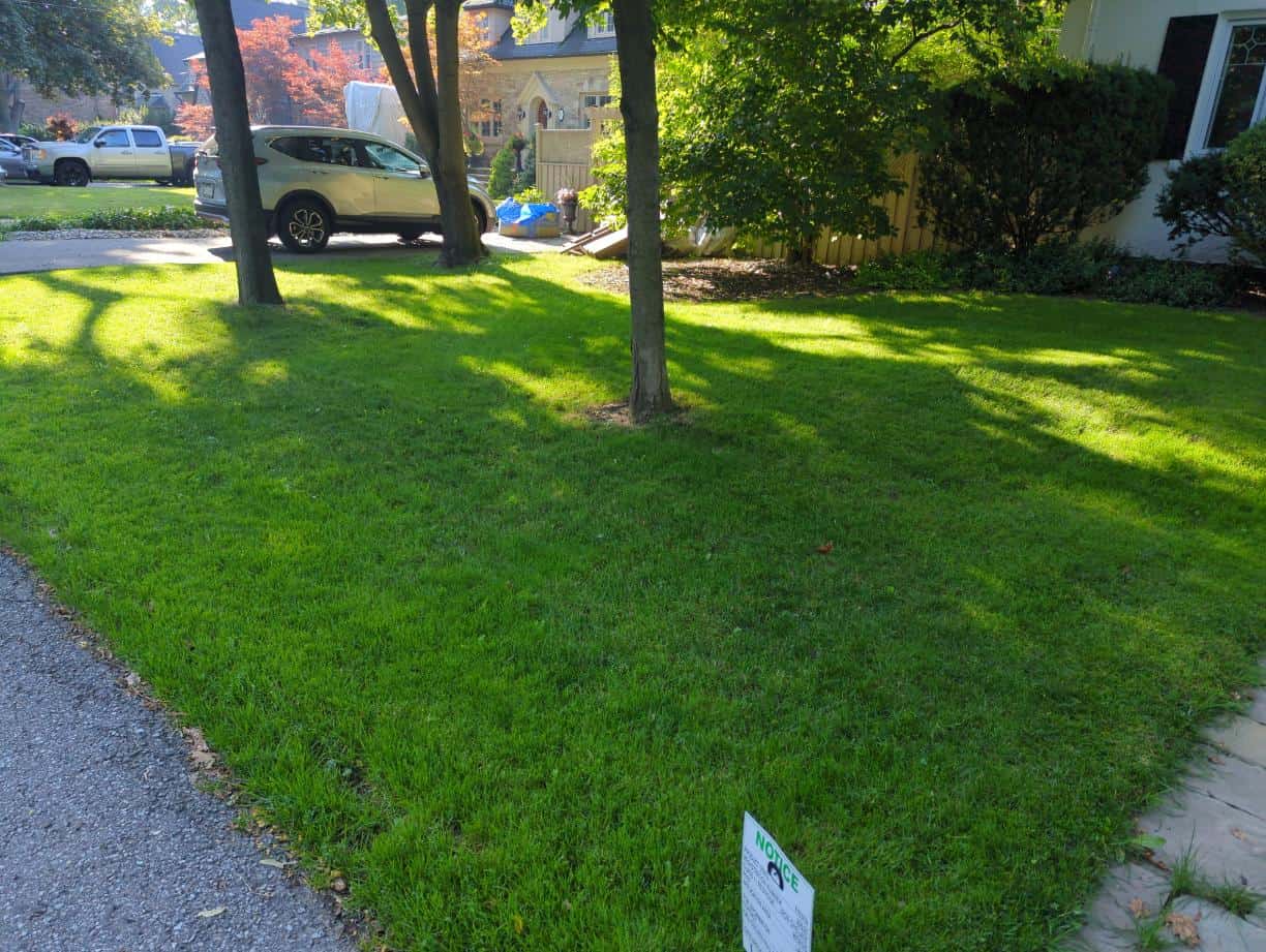 Healthy green lawn in Whitby maintained by LawnSavers lawn care